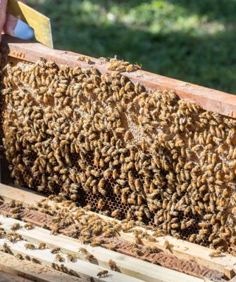 Μελισσοκόμος και μέλισσες