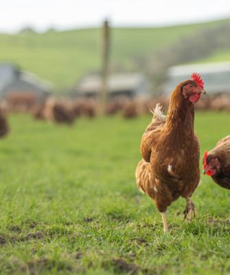 Κότες Κοτόπουλα
