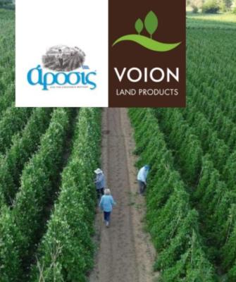 ΑΡΟΣΙΣ - ΓΗ ΒΟΪΟΥ