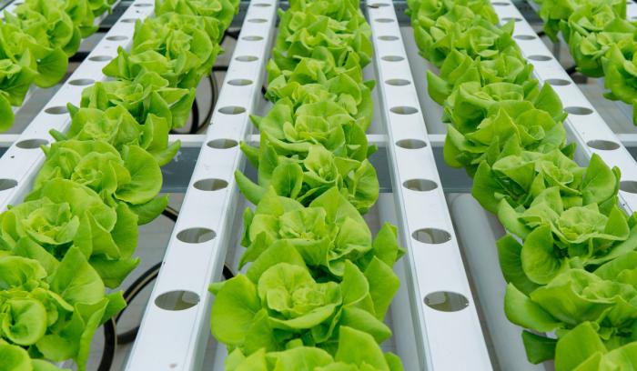 ΜΑΓΙΚΟΣ ΚΗΠΟΣ 