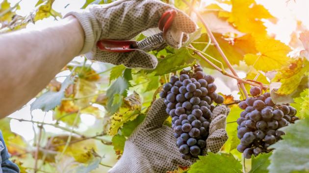 Τρύγος σταφύλια αμπέλι