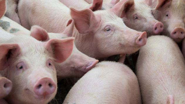 Γουρούνια σε χοιροτροφείο