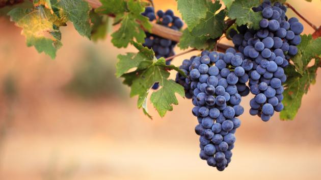 Σταφύλια στο αμπέλι