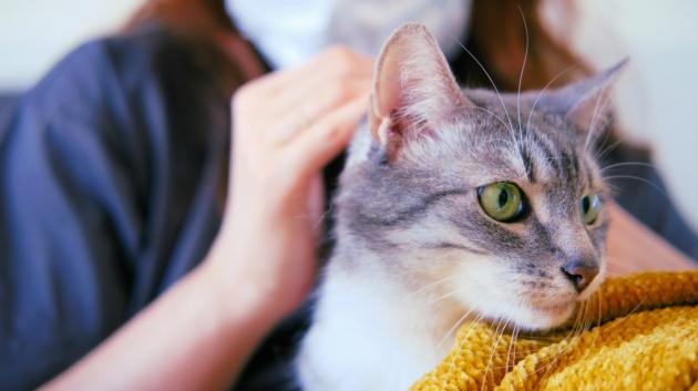 Γάτα σε αγκαλιά