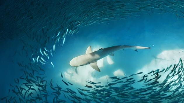 καρχαρίας στον ωκεανό