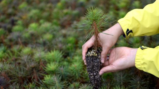 Φύτευση νεαρής πεύκης