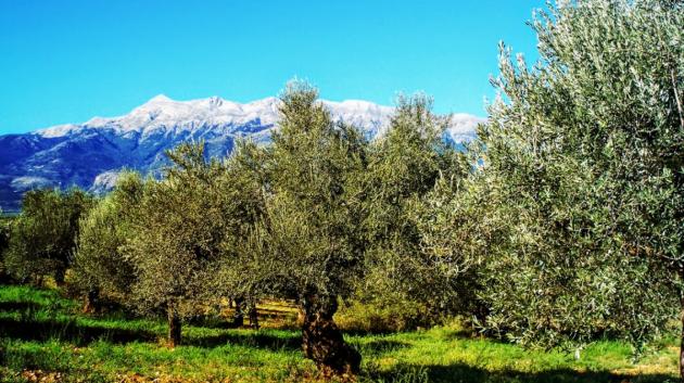 Ελαιώνας Σακελλαροπούλου