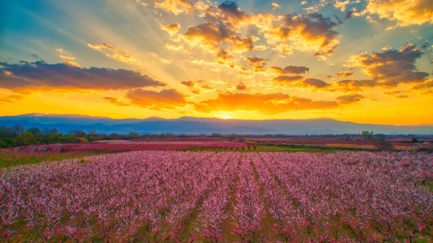 Ροδακινιές Ημαθίας Άνοιξη