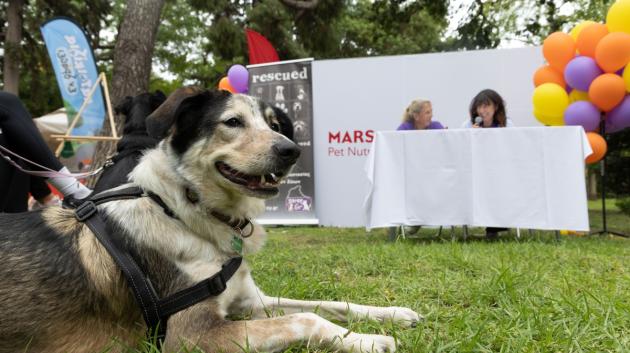 Σκύλος εκδήλωσης φιλοζωίας