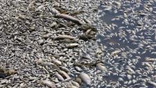 volos fish dead