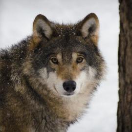 lykos