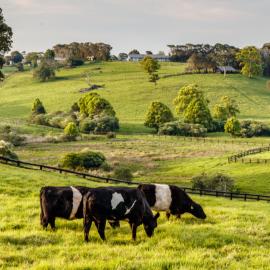 αγροτικό τοπίο βοοειδή