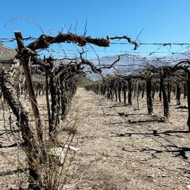 Ξηρασία σε αμπελώνα